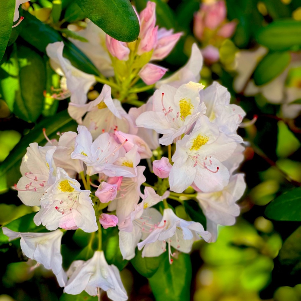 Meet your Posher, Tilly_Marie